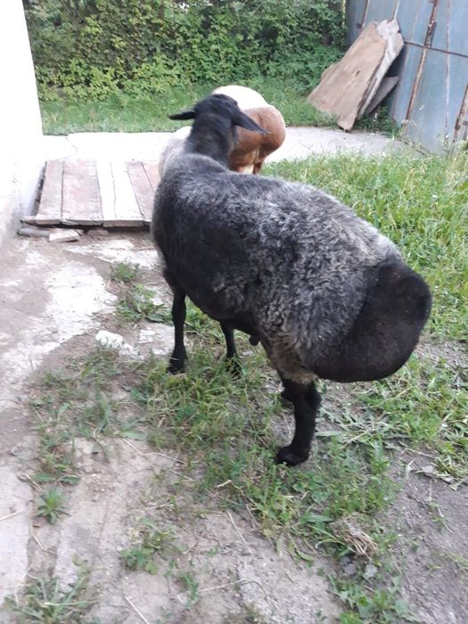 Продам продам продам продам продам