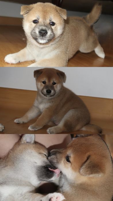Puiuti de Shiba Inu