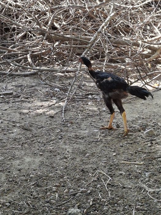 Дакан, дакан екеуі