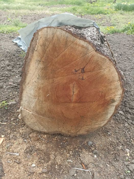 Продавам дърво Круша на 70г.