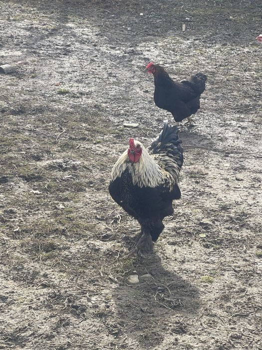 Oua pentru incubat diferite rase