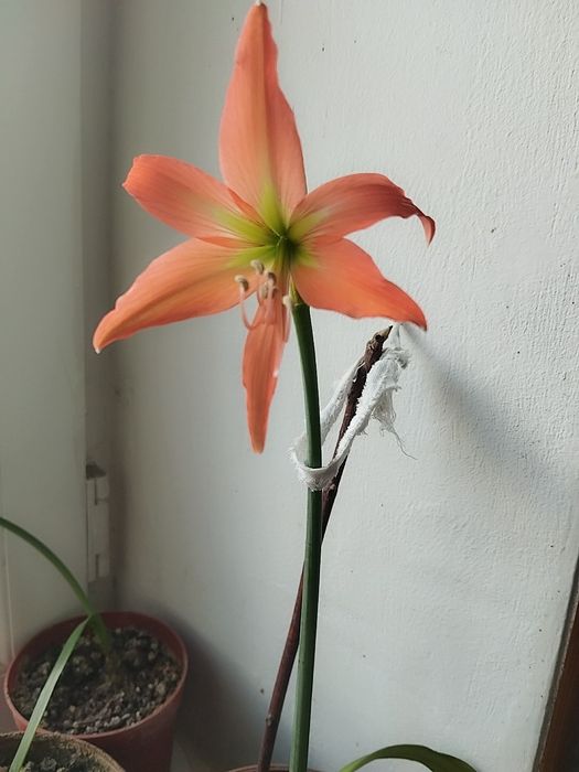 Аммарилис цветок