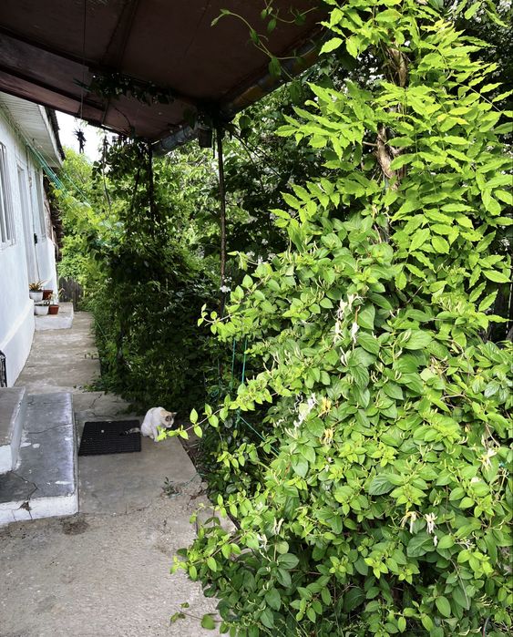 Casă + teren de vânzare Oreavul!