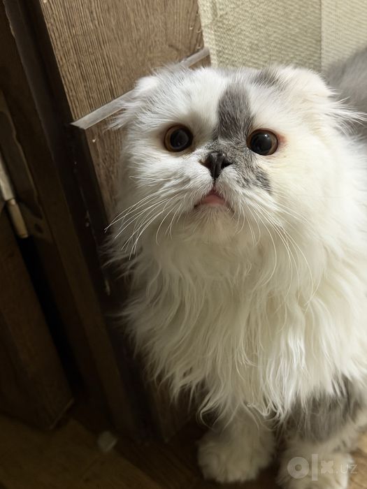 Персидская кошка