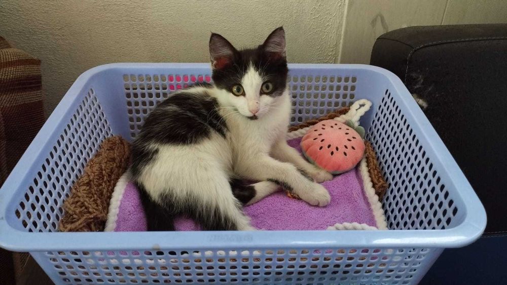 Котенька в ответственные ручки