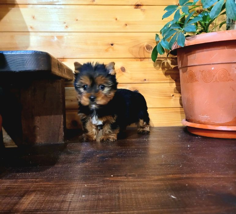 Йоркширски териер йорки