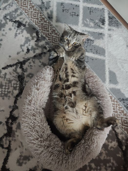 Отдам даром в добрые руки кошечку британку