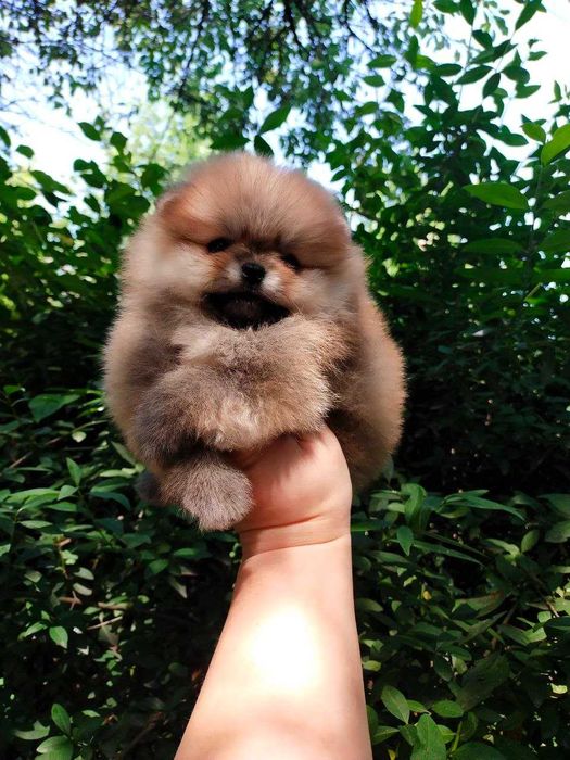 Померанкий  Шпиц