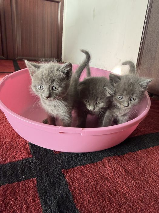 Отдам котят только в хорошие руки!