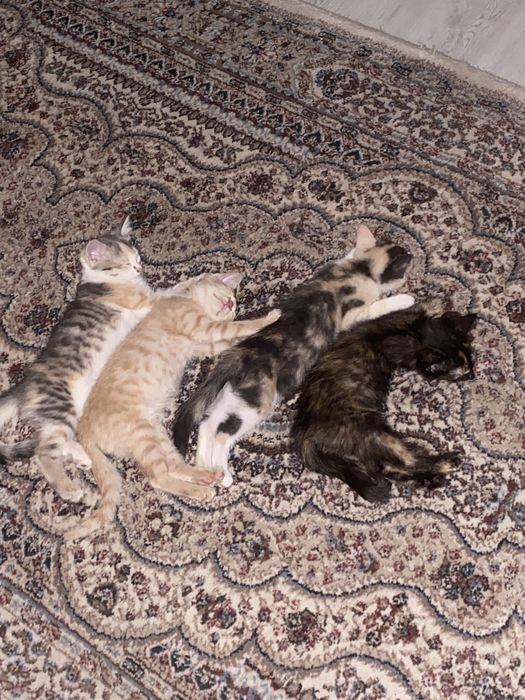 Отдам в добрые руки очаровательных котят
