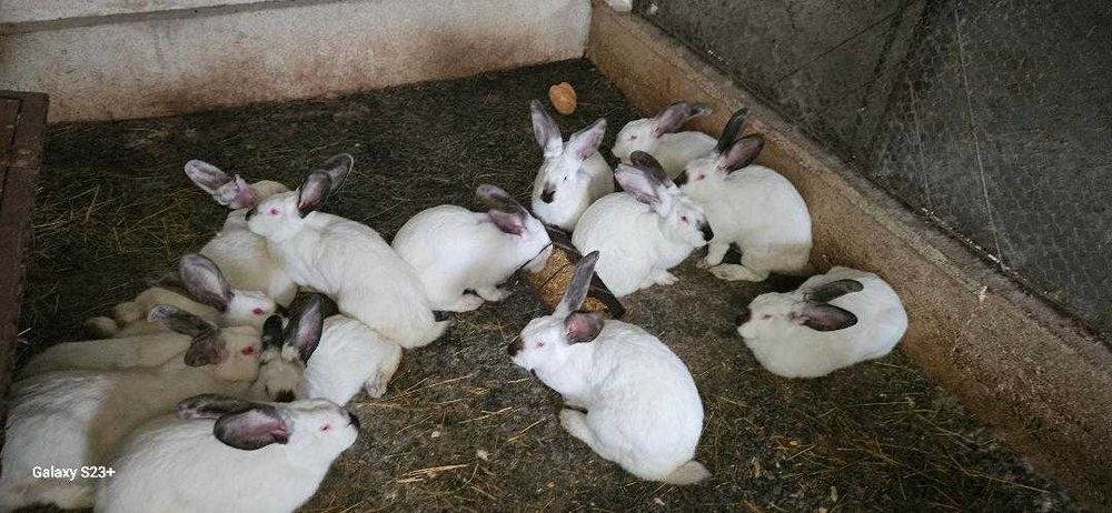 Iepuri Urias de Transilvania