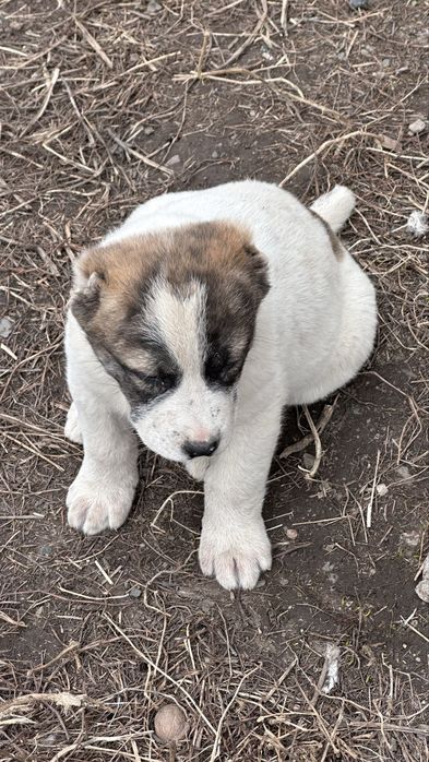 Продам щенков азиатский алабай