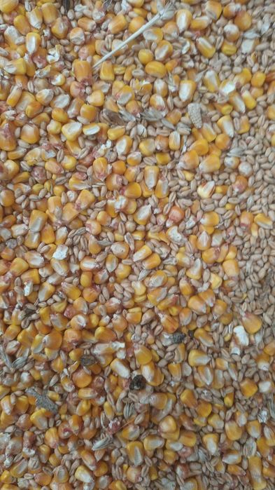 Vând grâu,  porumb,  orzoaica