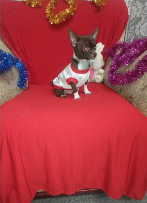 Чихуахуа миник вязка