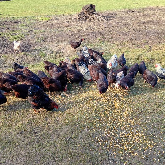 Puice rhode island, cocoși Wyandotte