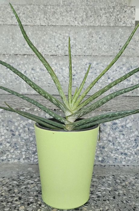 Лечебно алое Барбаденсис 4 годишно