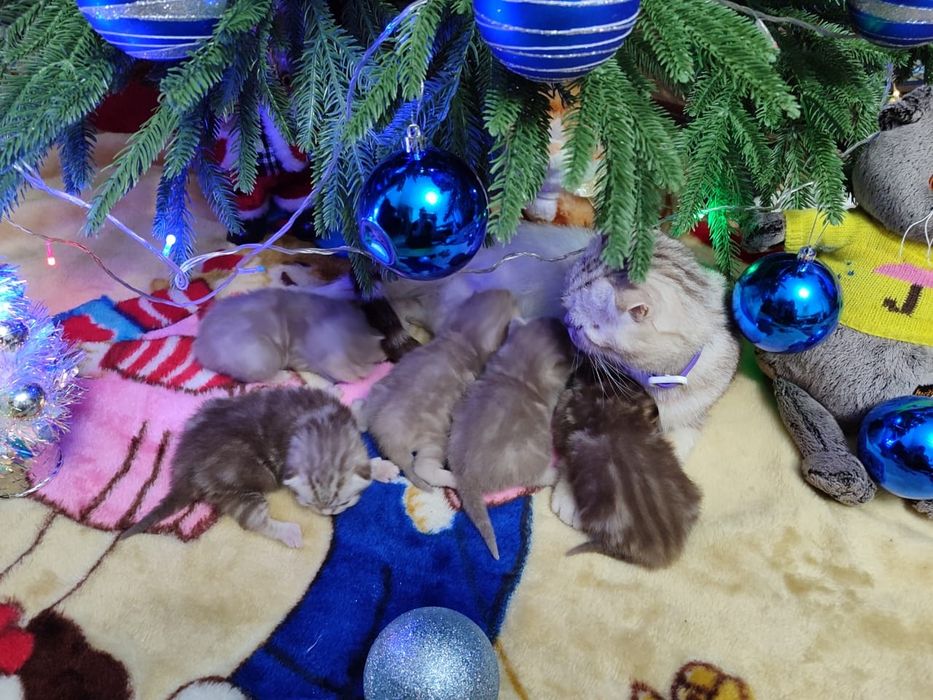 Продаются шотландские котята