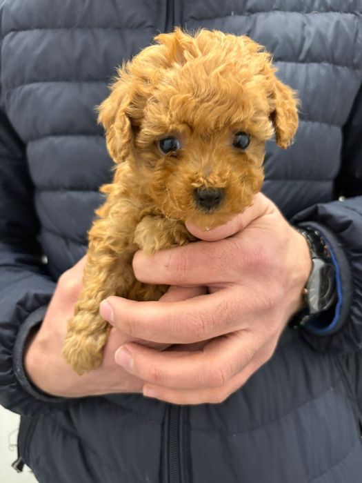 Той Пудели Ред Априкот