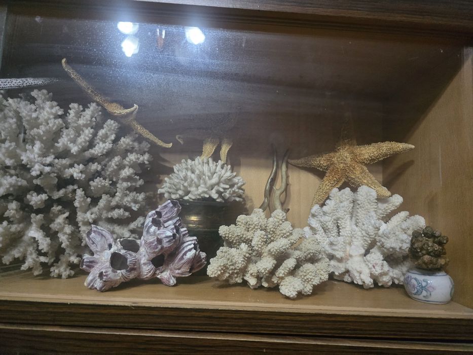 Кораллы морские звезды