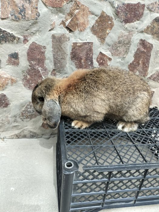 Karlik baran quyoni sotiladi