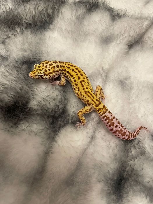 Продам ручных эублефаров