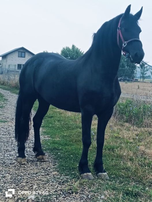 De vânzare mânză de 3 ani