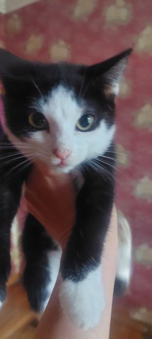 Котёнок. 3 мнсяца