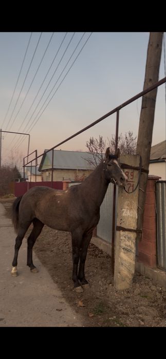 Продам жеребца 3 года