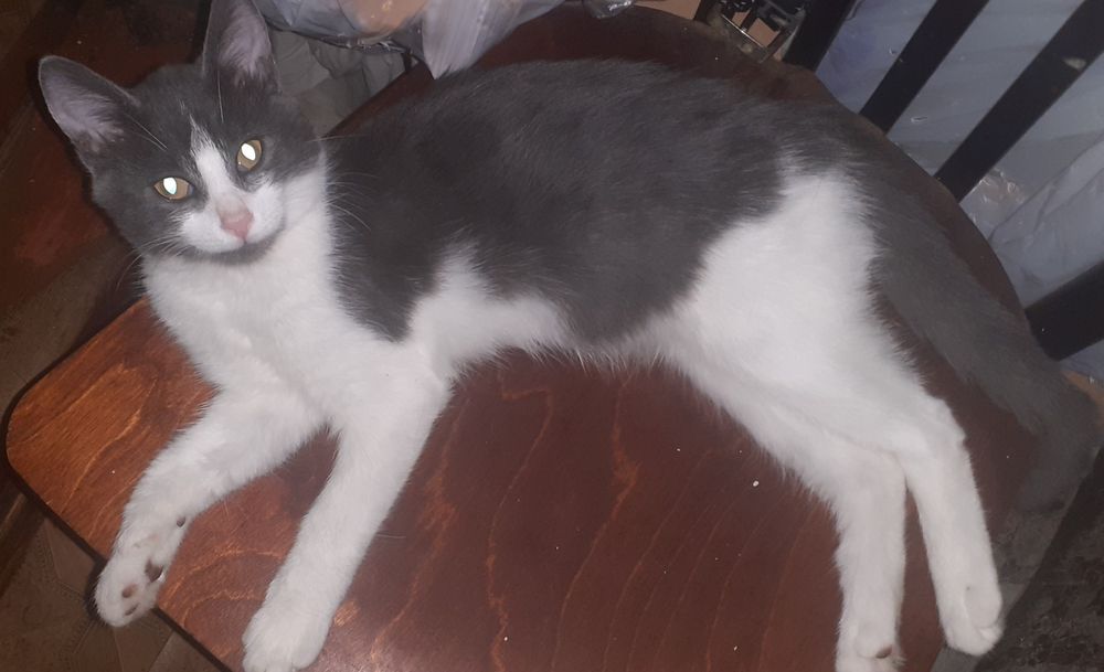 Котята бесплатно