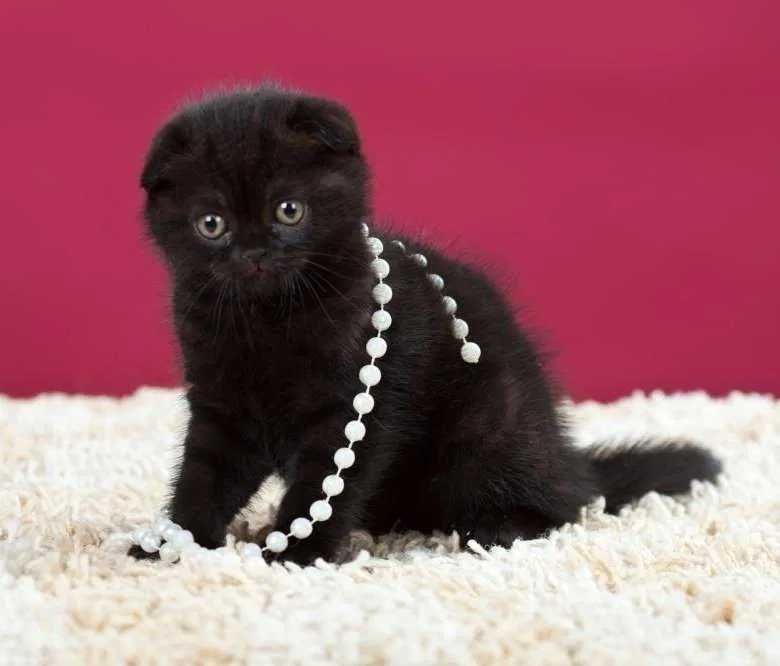 Pisoiaș culoare ciocolată-neagră, Scottish Fold. Pedigree