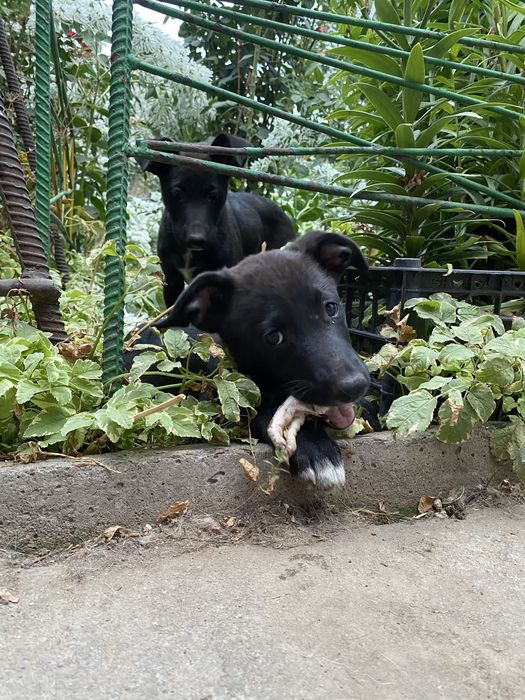 Срочно отдам щенят