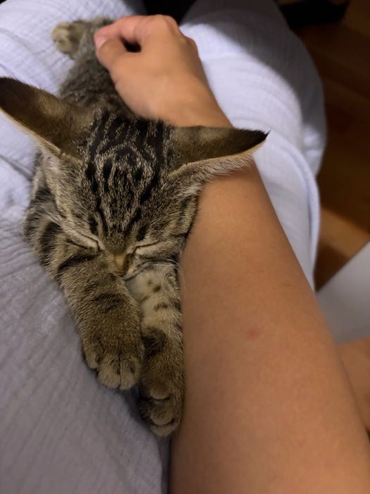 Отдам котёнка девочка