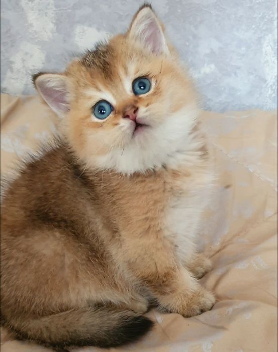 Vyazka Britanski zalataya shinshila