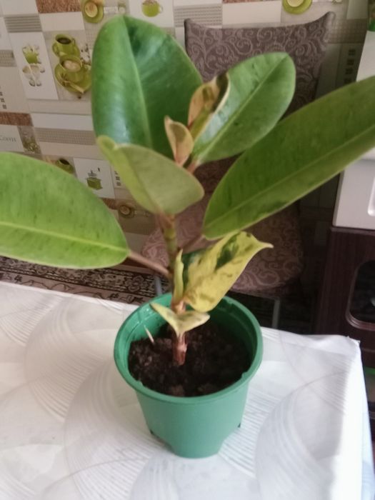 Продам фикус ...