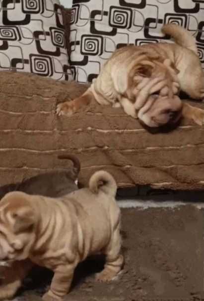 Щенки породистые Шарпей