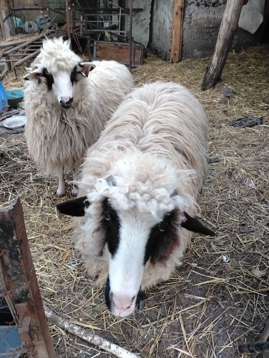 Vand 2 femele. Rasa ochis pret negociabil + balot de fan de vanzare