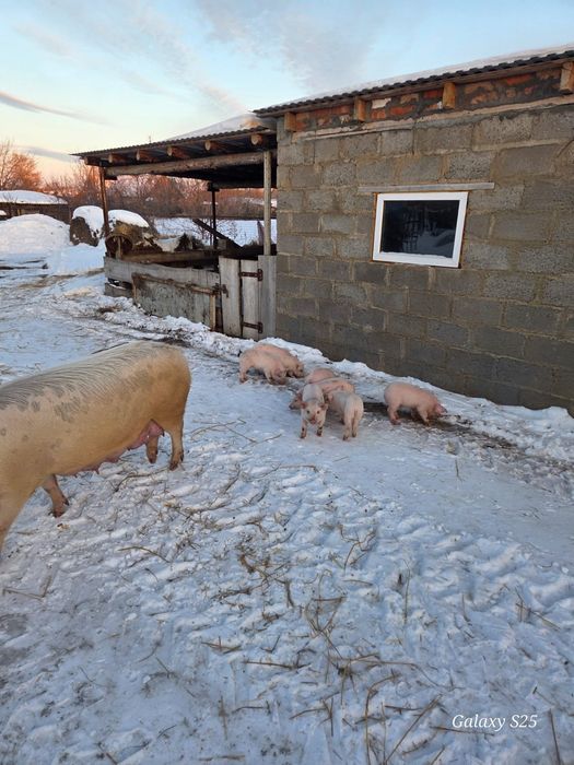 Продам поросят крупных пород