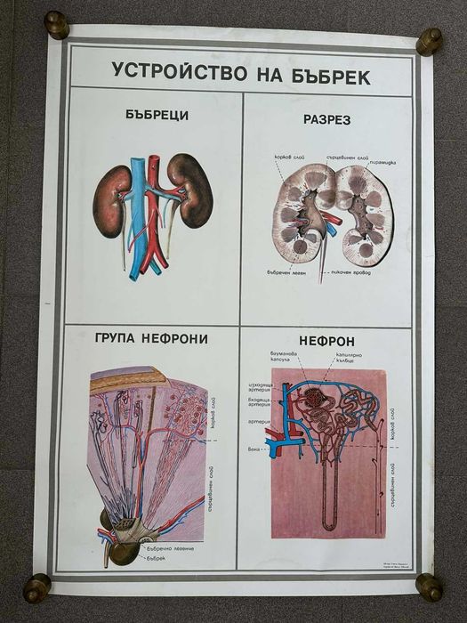 Учебни Медицински Плакати Постери