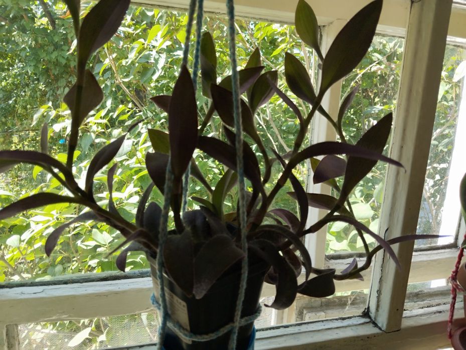 Продам/обменяю комнатные цветы