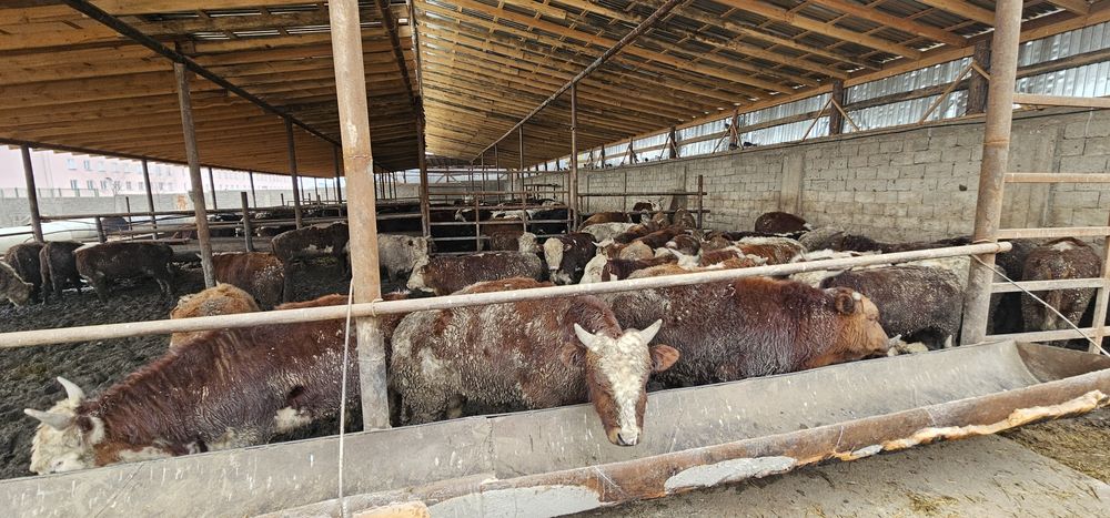 Бука сатылады. Бычки