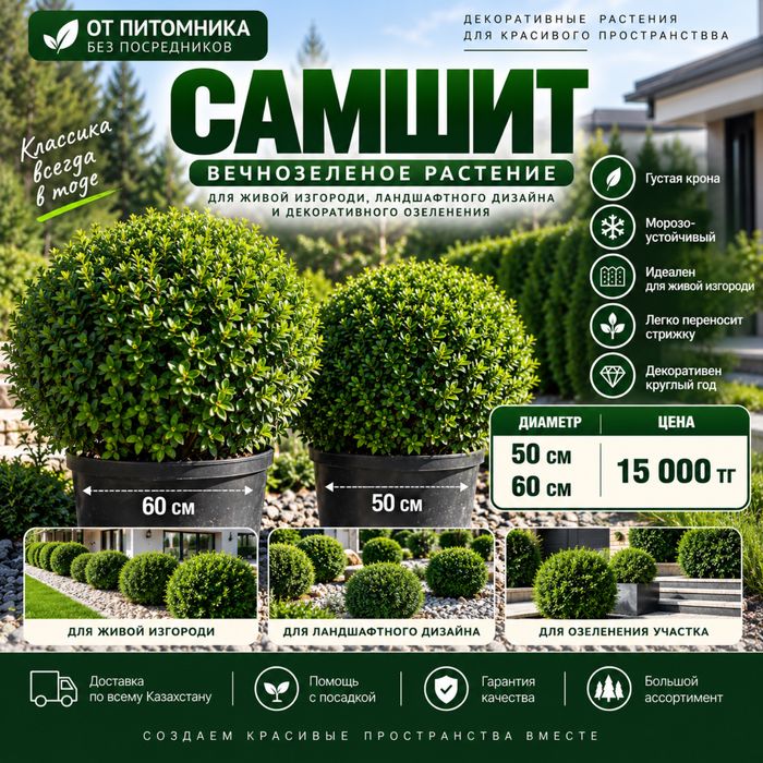 Самшит 50–60 см от питомника — 15000 тг Дерево Саженцы купить в Алмате