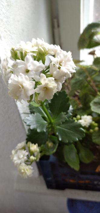 Коланхое цветущий