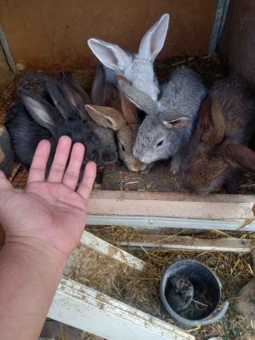 Куйон болалари сотилади