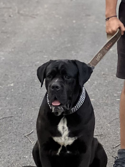 Бебета Кане Корсо