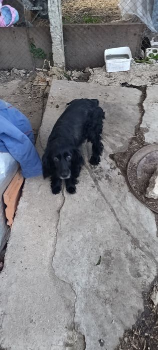 Кученца на 1.5 месеца мелез.