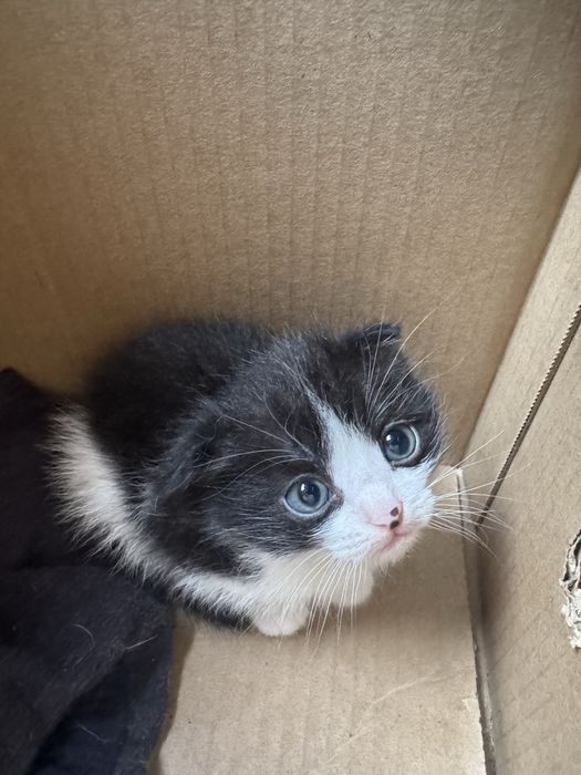 Продам котят в хорошое руки