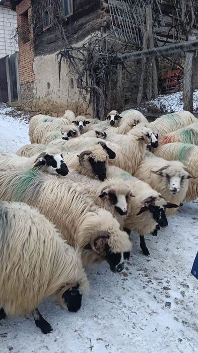 Vând mioare gestante