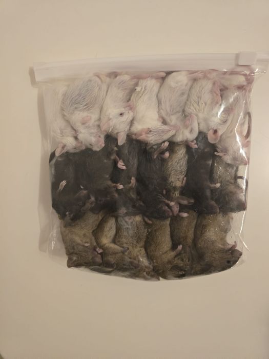 Soareci hrana reptile