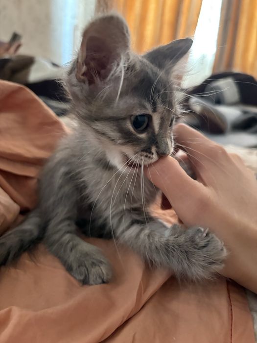 Котенок в добрые руки