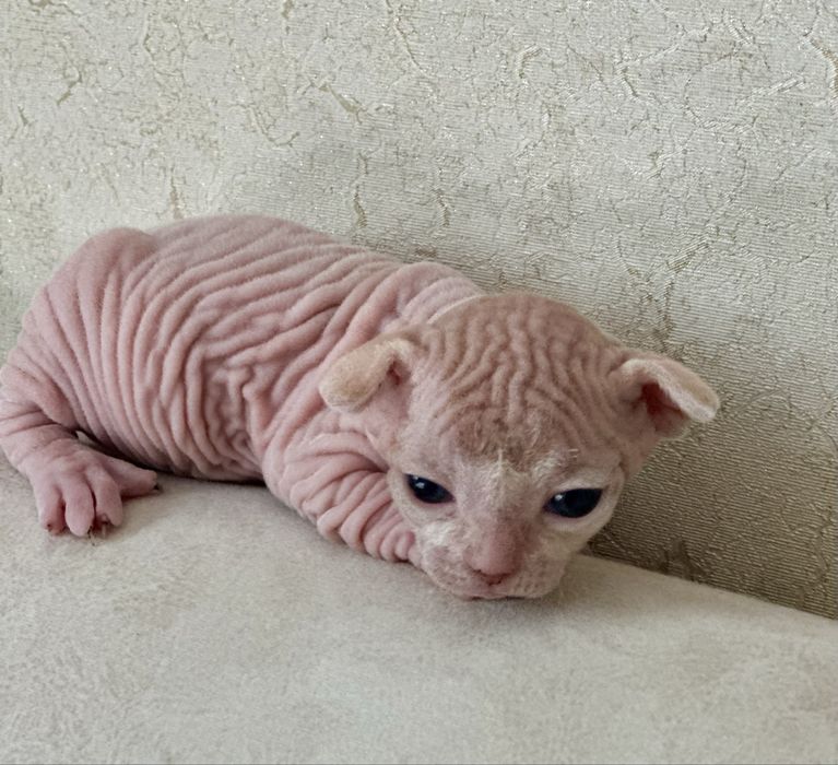 Котята канадского сфинкса